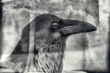 Original Black & White Animal Photography by Toula Mavridou-Messer