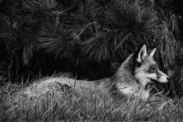 Original Black & White Animal Photography by Toula Mavridou-Messer