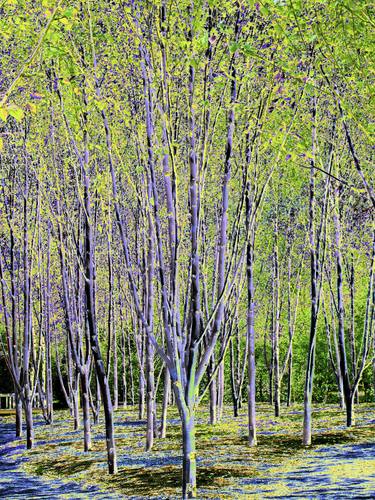 Silver Birch Trees thumb