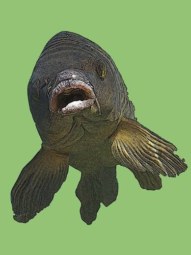 Open-mouthed Fish In Green Water thumb