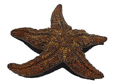 Starfish thumb