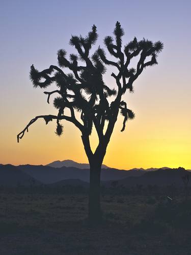 Joshua Tree At Sunset thumb