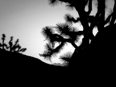 Joshua Tree Marching At Sunset Black And White thumb