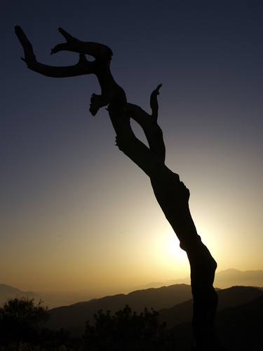 Print of Documentary Tree Photography by TOULA MAVRIDOU-MESSER