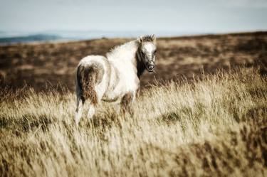 Print of Animal Photography by TOULA MAVRIDOU-MESSER