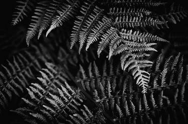 Dark Botanical Ferns thumb