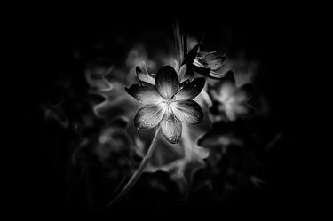 Dark Botanical Wildflower thumb