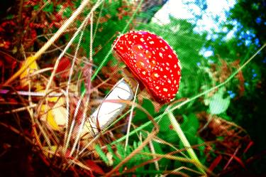 Magical Mushroom thumb