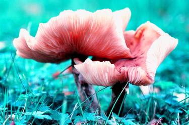 Pink Mushrooms Out of the Blue thumb