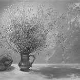 Dried Flowers by Peter Heydeck