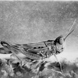 Grasshopper. by Peter Heydeck