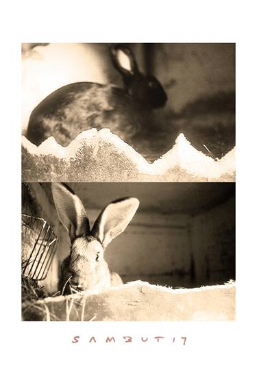 Print of Documentary Animal Photography by Samuel Buttner