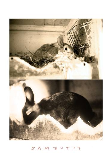Original Conceptual Animal Photography by Samuel Buttner