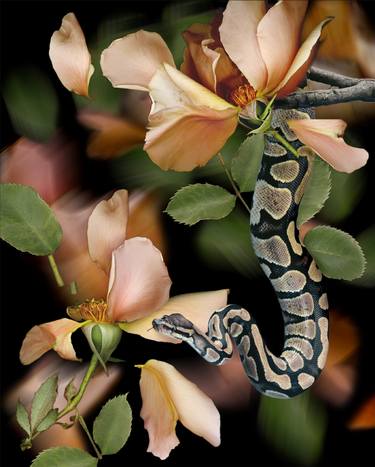 Boa and Hybrid Tea thumb