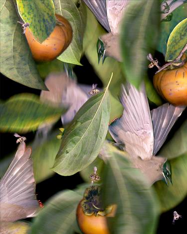 Persimmon Tree thumb