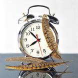 Time Flies by Lorn Curry