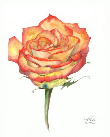 Fire Red Rose Watercolor Painting thumb