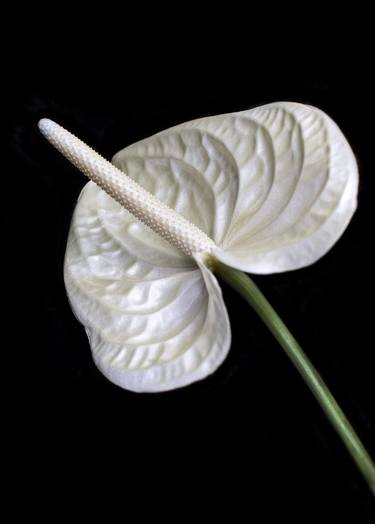 Anthurium The Petal Series by Tal Shpanzer Limited Edition of 15 thumb