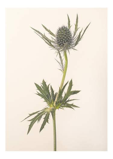 Original Conceptual Botanic Photography by Tal Shpantzer