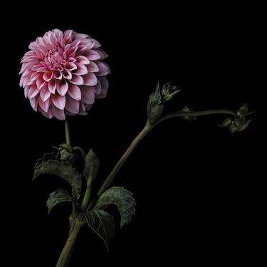 Original Conceptual Botanic Photography by Tal Shpantzer