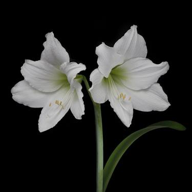 Uplifting White Amaryllis Blooms,  The Petal Series thumb
