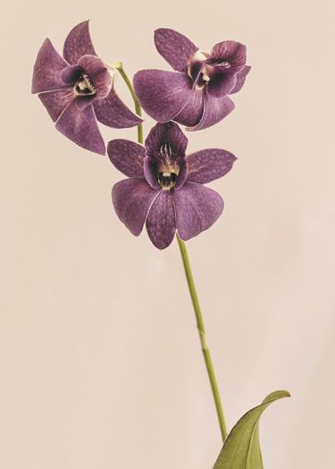 Original Fine Art Botanic Photography by Tal Shpantzer