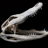 Allligator Skull - Alligator mississippiensis by Tal Shpantzer