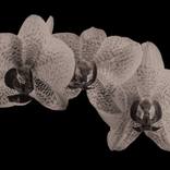 Orchidea ManRay, Limited Edition of 10 by Tal Shpantzer