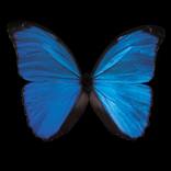 Specimen's Blue Morpho Butterfly Limited Edition of 10 by Tal Shpantzer