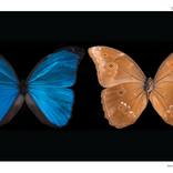 Morpho Butterfly Top & Underside, Print / Poster by Tal Shpantzer