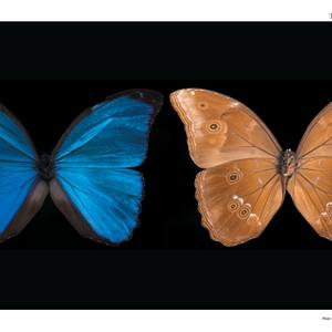 Morpho Butterfly Top & Underside, Print / Poster