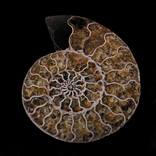 Natural History, Specimens Limited Edition By Tal Shpantzer by Tal Shpantzer