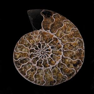 Natural History, Specimens Limited Edition By Tal Shpantzer