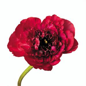 Fleur of My Dreams