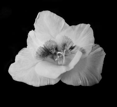 Print of Dada Floral Photography by Tal Shpantzer