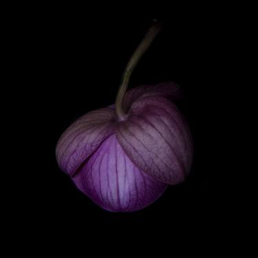 Petal, Limited Edition of 15, Archival C-Print From The Petal Series By Tal Shpantzer thumb