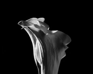 Print of Botanic Photography by Tal Shpantzer
