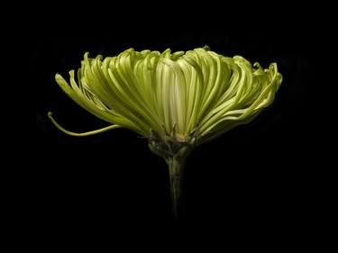 Petal, Limited Edition of 15, Archival C-Print From The Petal Series By Tal Shpantzer thumb