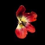Red Valentine Dissected. The Petal Series, Limited Edition Print y photographer Tal Shpantzer