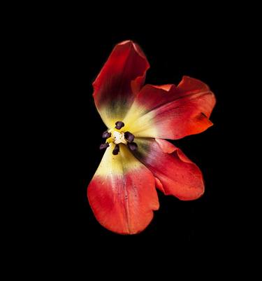 Saatchi Art Artist Tal Shpantzer; Photography, “Red Valentine Dissected. The Petal Series, Limited Edition Print y photographer Tal Shpantzer” #art