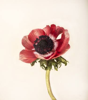 Original Conceptual Botanic Photography by Tal Shpantzer