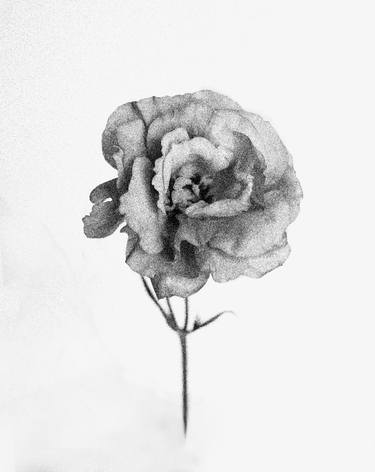 Print of Fine Art Botanic Photography by Tal Shpantzer