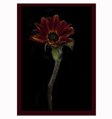 Print of Fine Art Botanic Photography by Tal Shpantzer