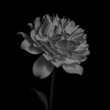 Print of Fine Art Floral Photography by Tal Shpantzer