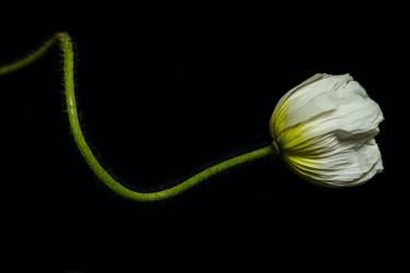 Print of Botanic Photography by Tal Shpantzer