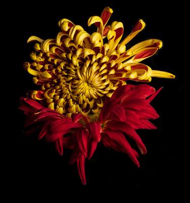 Original Fine Art Botanic Photography by Tal Shpantzer