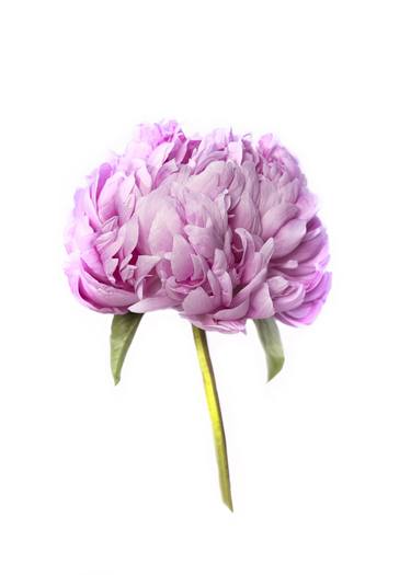 Peony - Limited Edition of 25 thumb