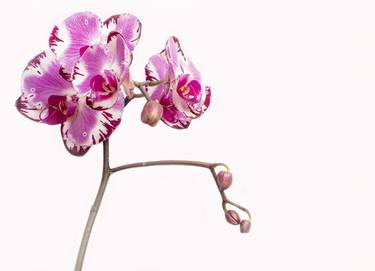 Dream Drip Orchid - Limited Edition of 20 thumb