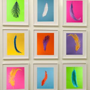 Collection Feather Studies 