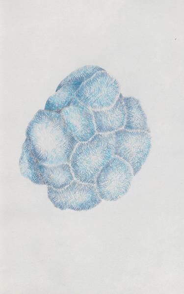 Original Nature Drawings by Beatriz Valiente